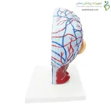 مولاژ نیمه سر با عروق و اعصاب