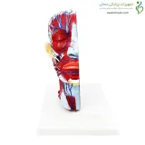 مولاژ نیمه سر با عروق و اعصاب