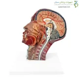 مولاژ نیمه سر با عروق و اعصاب