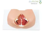 مولاژ عضلات کف لگن زن