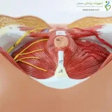 مولاژ عضلات کف لگن زن