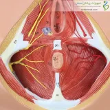 مولاژ عضلات کف لگن زن