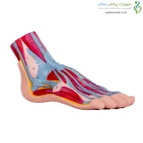 مولاژ آناتومی کف پا