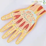 مولاژ مقطع دست