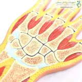 مولاژ مقطع دست