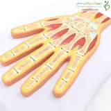 مولاژ مقطع دست