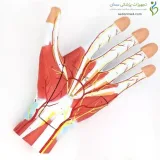 مولاژ دست سه قسمتی