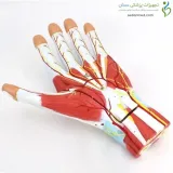 مولاژ دست سه قسمتی
