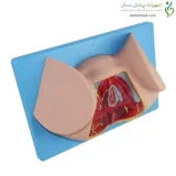 مولاژ ناحیه پرینه زن