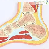 مولاژ مقطع پا و مچ پا