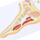 مولاژ مقطع پا و مچ پا