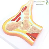 مولاژ مقطع پا و مچ پا