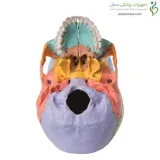 مولاژ جمجمه انسان ۲۲ قسمتی رنگی