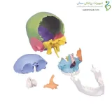 مولاژ جمجمه انسان ۲۲ قسمتی رنگی