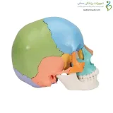 مولاژ جمجمه انسان ۲۲ قسمتی رنگی