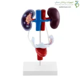 مدل آناتومی دستگاه ادراری و تناسلی زنانه