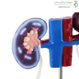 مدل آناتومی دستگاه ادراری و تناسلی مرد