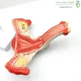 مولاژ رحم و تخمدان