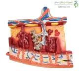 مولاژ مقطع جفت