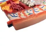 مولاژ مقطع جفت