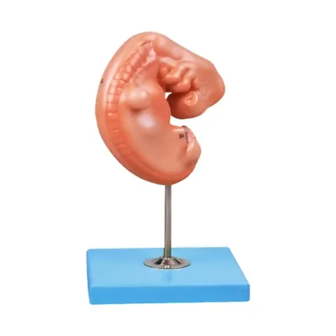 مولاژ جنین 4 هفته