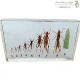 سیر تکاملی ملخ