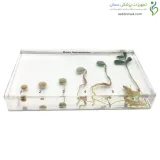 سیر تکاملی گیاه لوبیا