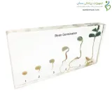 سیر تکاملی گیاه لوبیا