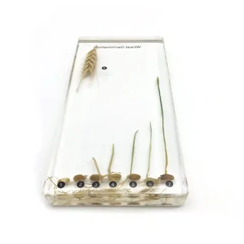 سیر تکامل گیاه برنج