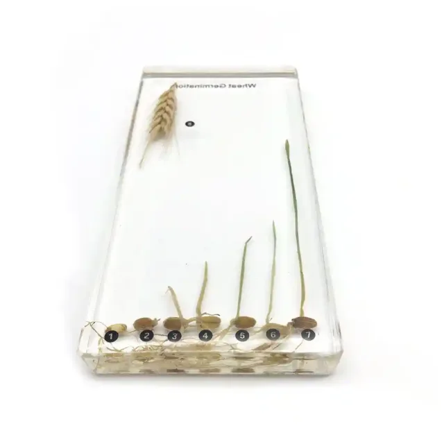سیر تکامل گیاه برنج