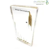 سیر تکامل گیاه برنج