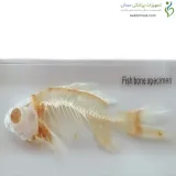 اسکلت ماهی