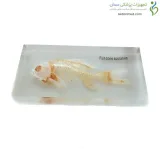 اسکلت ماهی