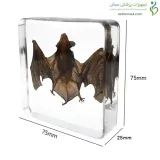 اسکلت آناتومی خفاش