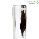 اسکلت آناتومی خفاش