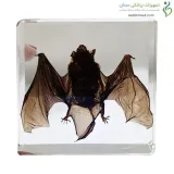 اسکلت آناتومی خفاش