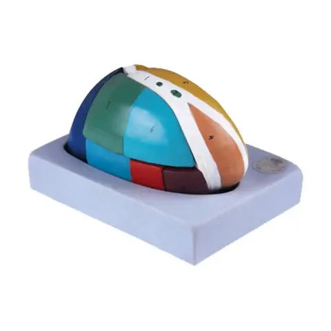 مولاژ مغز میانی (تالاموس)
