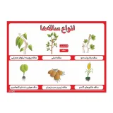 پوستر آموزشی انواع ساقه‌ها