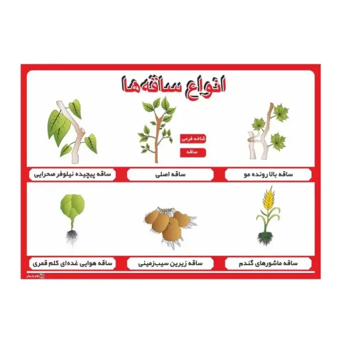 پوستر آموزشی انواع ساقه‌ها