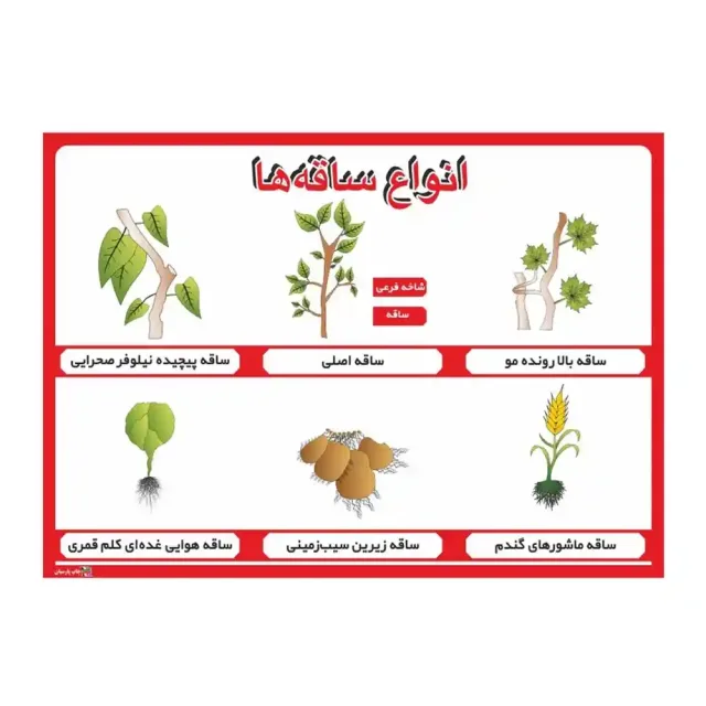 پوستر آموزشی انواع ساقه‌ها