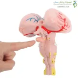 مولاژ ساقه مغز
