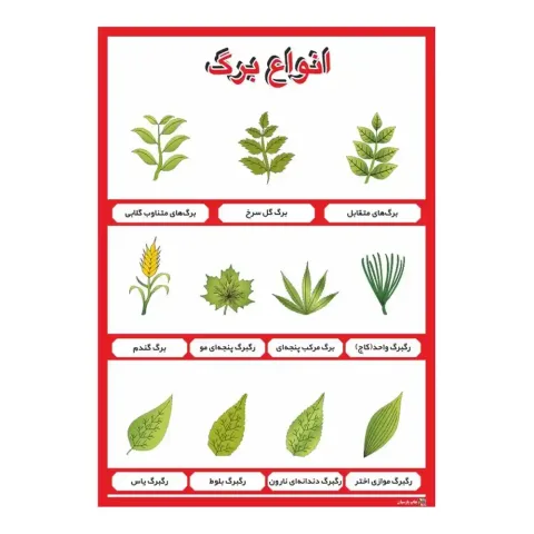 پوستر آموزشی انواع برگ