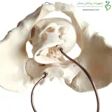 مولاژ جمجمه انسان ۱/۲ اندازه طبیعی ۱۵ قسمتی رنگی
