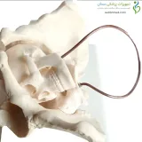 مولاژ جمجمه انسان ۱/۲ اندازه طبیعی ۱۵ قسمتی رنگی