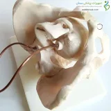 مولاژ جمجمه انسان ۱/۲ اندازه طبیعی ۱۵ قسمتی رنگی