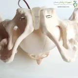 مولاژ جمجمه انسان ۱/۲ اندازه طبیعی ۱۵ قسمتی رنگی