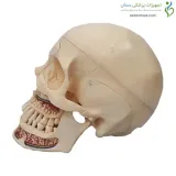 مولاژ جمجمه دندانپزشکی ۱۰ قسمتی