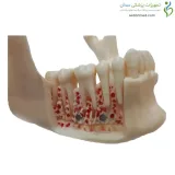 مولاژ جمجمه دندانپزشکی ۱۰ قسمتی