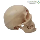 مولاژ جمجمه دندانپزشکی ۱۰ قسمتی