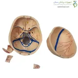 مولاژ جمجمه دندانپزشکی ۱۰ قسمتی